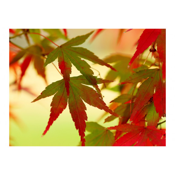 Fototapet colourful leaves