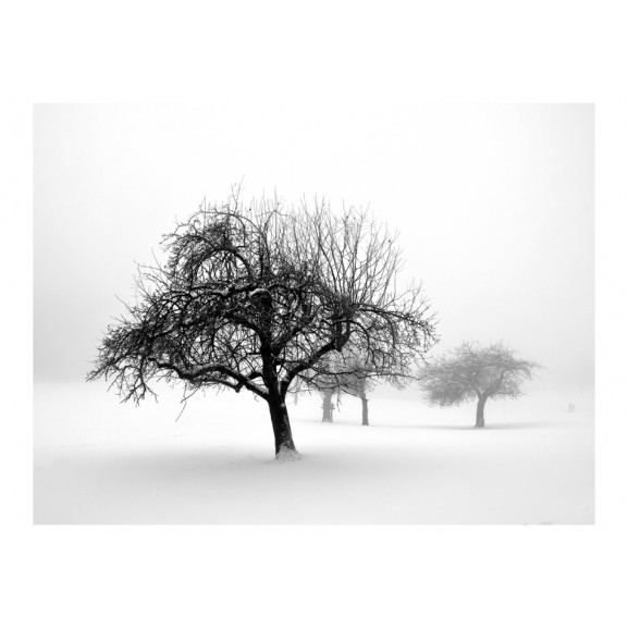 Fototapet winter: trees