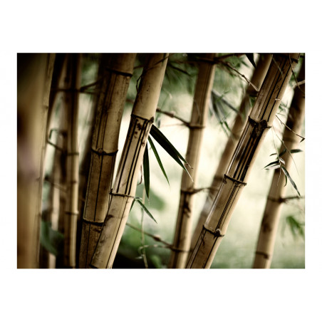 Fototapet Fog And Bamboo Forest-01