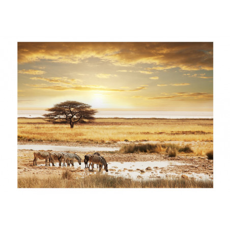 Fototapet African Zebras Around Watering Hole-01