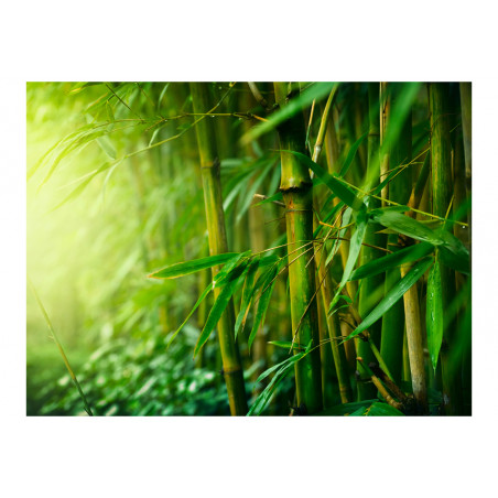 Fototapet Jungle Bamboo-01