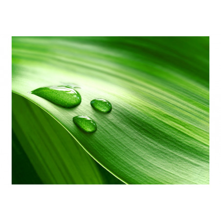 Fototapet Leaf And Three Drops Of Water-01