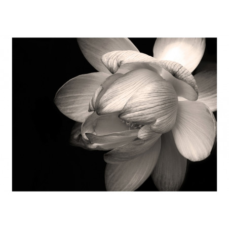 Fototapet Lotus Flower-01