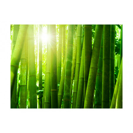 Fototapet Sun And Bamboo-01