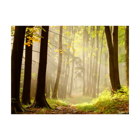 Fototapet Mysterious Forest Path-01