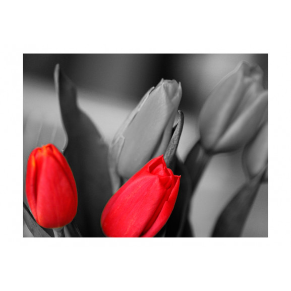 Poza Fototapet Red Tulips On Black And White Background