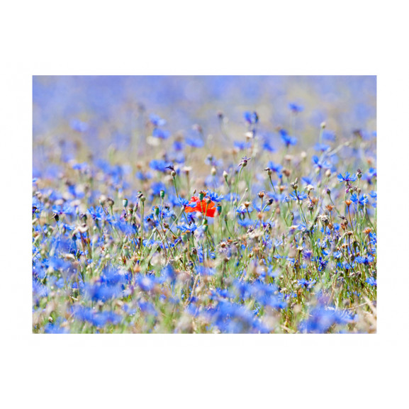 Fototapet A Sky-Colored Meadow Cornflowers