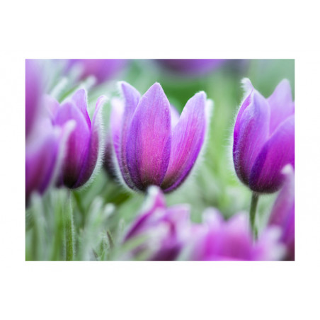 Fototapet Purple Spring Tulips-01