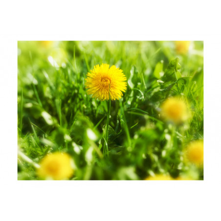Fototapet Dandelion Flowers-01