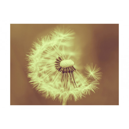 Fototapet Dandelion (Sepia)-01