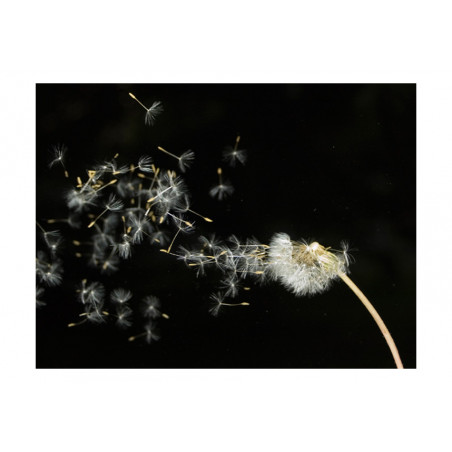 Fototapet Dandelion Seeds Carried By The Wind-01