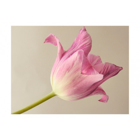 Fototapet Pink Tulip-01