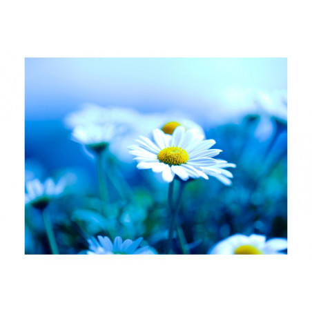 Fototapet Daisy On A Blue Meadow-01