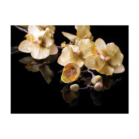 Fototapet Orchids In Ecru Color-01