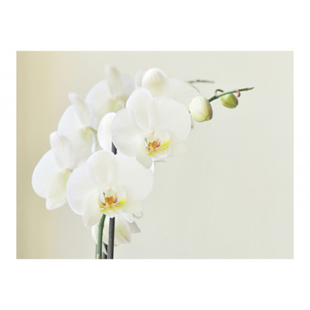 Fototapet White Orchid-01