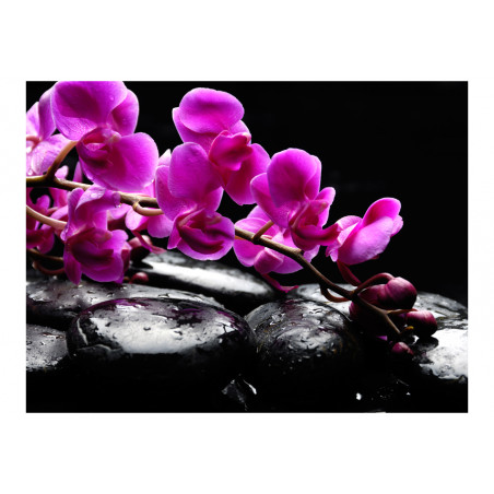 Fototapet Relaxing Moment: Orchid Flower And Stones-01