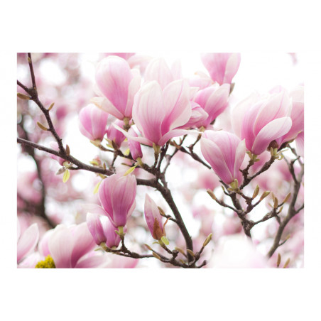 Fototapet Magnolia Bloosom-01