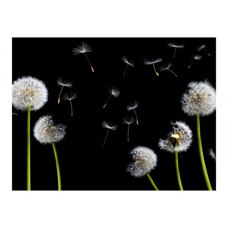 Fototapet Dandelions In The Wind-01