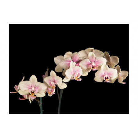 Fototapet Blooming Orchid-01