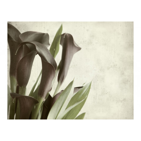 Fototapet Dark Purple Calla Lilies Old Paper Background-01