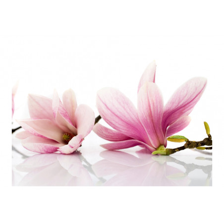 Fototapet Magnolia Flower-01