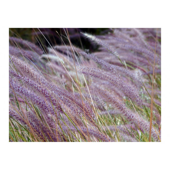 Fototapet Green Field And Purple Flowers