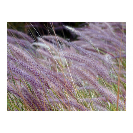 Fototapet Green Field And Purple Flowers-01