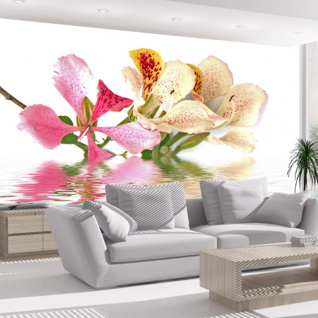 Fototapet Tropical Flowers Orchid Tree (Bauhinia)-01