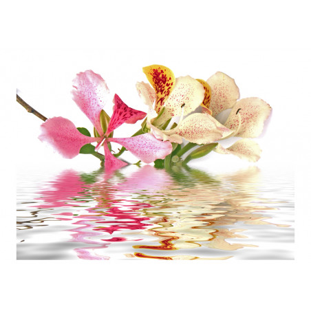 Fototapet Tropical Flowers Orchid Tree (Bauhinia)-01