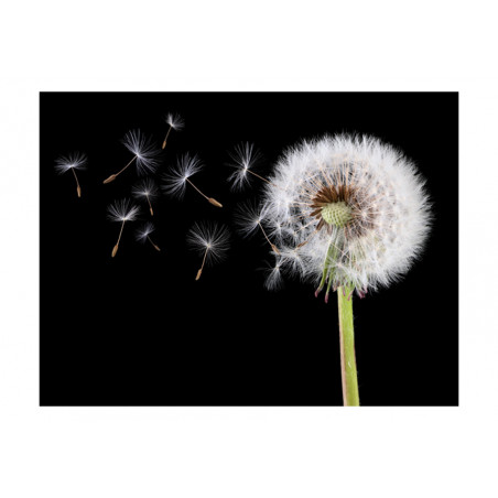 Fototapet Wind And Dandelion-01