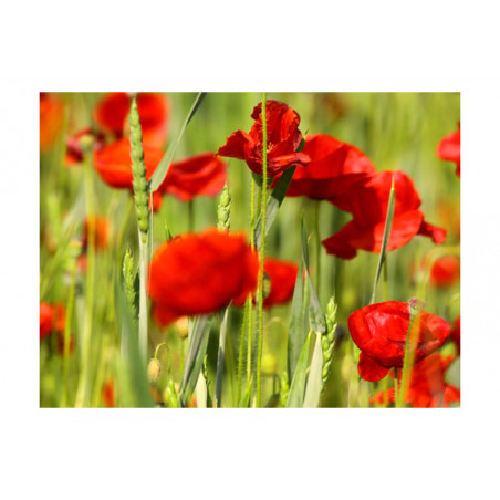 Fototapet Cereal Field With Poppies-01