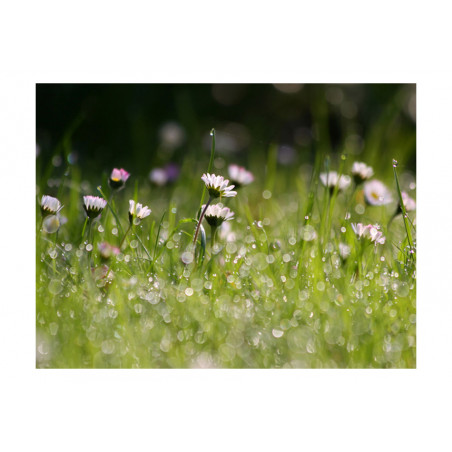 Fototapet Daisies With Morning Dew-01