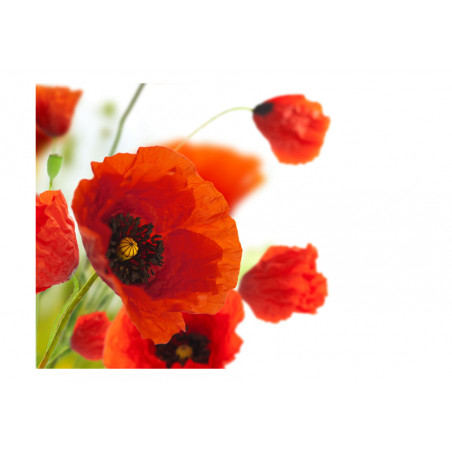 Fototapet Poppies On The Wihite Background-01