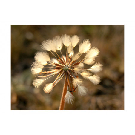 Fototapet Summer Time Dandelion-01