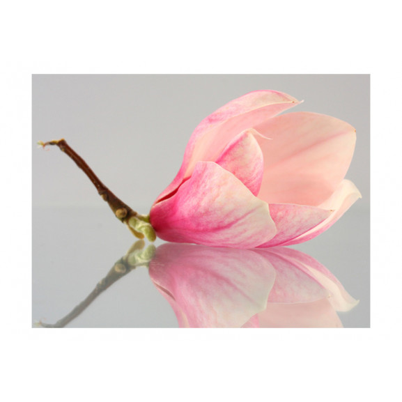 Fototapet A Lonely Magnolia Flower