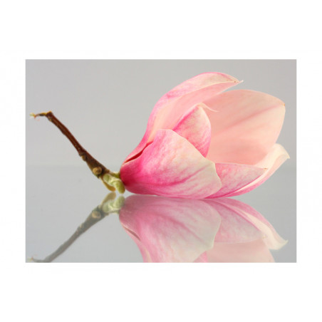 Fototapet A Lonely Magnolia Flower-01