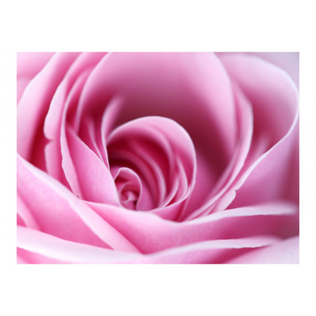 Fototapet Pink Rose-01