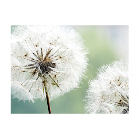 Fototapet Two Dandelions-01