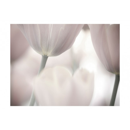 Fototapet Tulips Fine Art Black And White-01