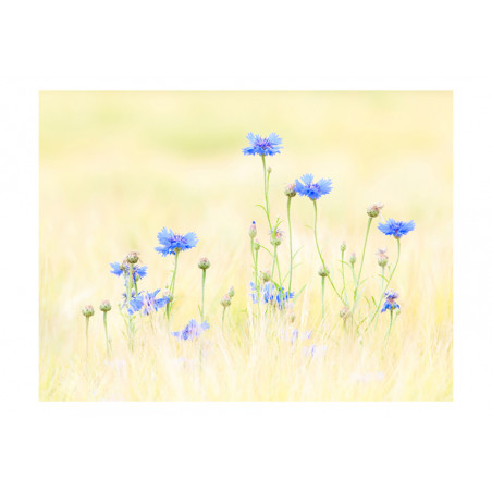 Fototapet Cornflowers-01