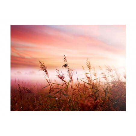 Fototapet Morning Meadow-01