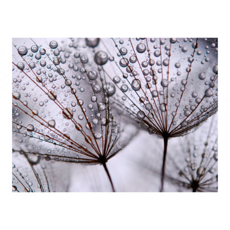 Fototapet Dandelion And Morning Dew-01