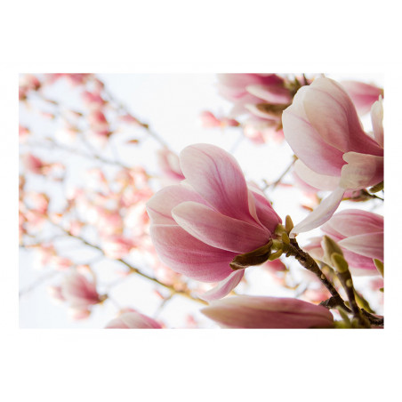 Fototapet Pink Magnolia-01