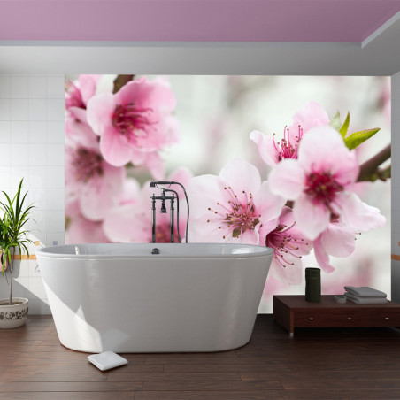 Fototapet Spring, Blooming Tree Pink Flowers-01