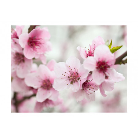 Fototapet Spring, Blooming Tree Pink Flowers-01