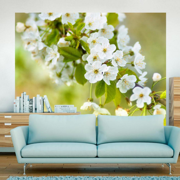 Fototapet Beautiful Delicate Cherry Blossoms