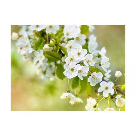Fototapet Beautiful Delicate Cherry Blossoms-01