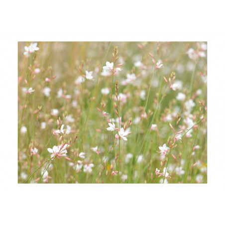 Fototapet White Delicate Flowers-01