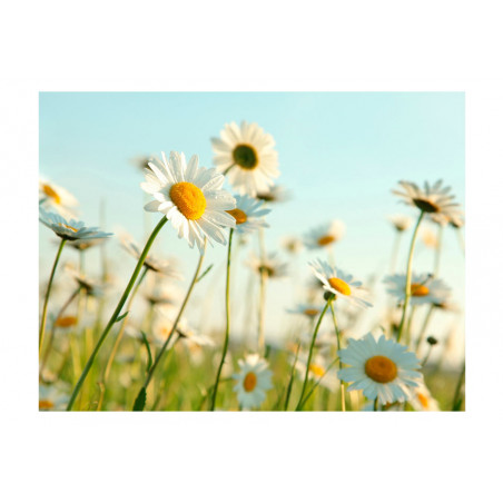 Fototapet Daisies Spring Meadow-01