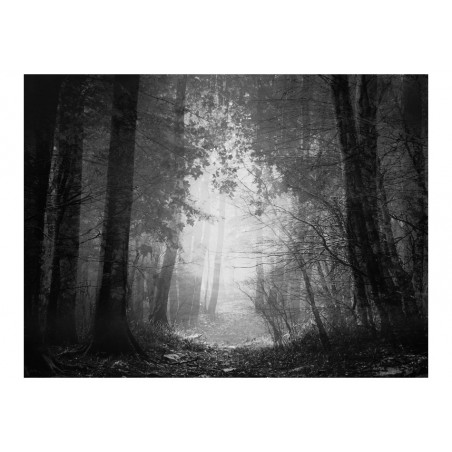 Fototapet Forest Of Shadows-01